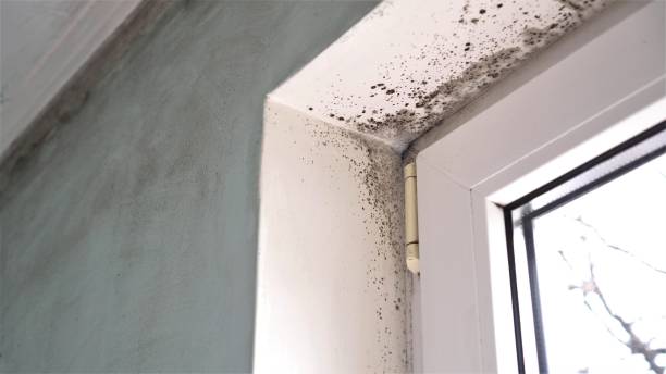 Best Real Estate Mold Inspection  in Dorothy, NJ