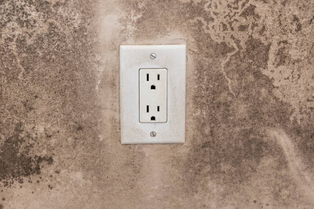 Reliable Dorothy, NJ Mold Removal Solutions